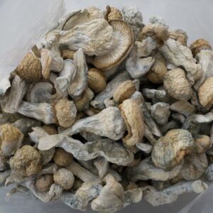 Penis Envy Magic Mushrooms