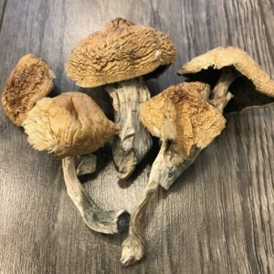 Alacabenzi Cubensis Magic Mushroom