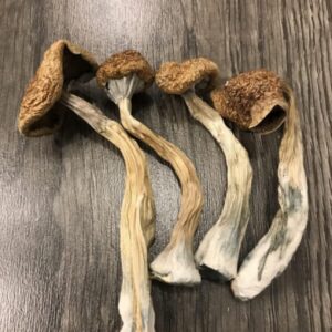 African Transkei Cubensis Magic Mushroom