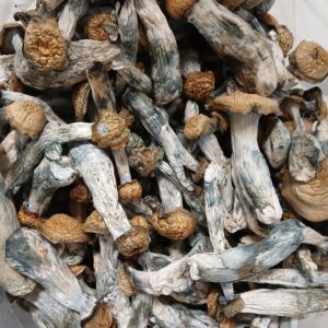 Albino Bluey Vuittons